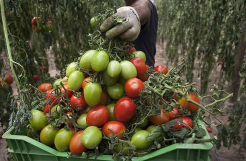Spain tomatoes 521 (photo credit: REUTERS/Francisco Bonilla)