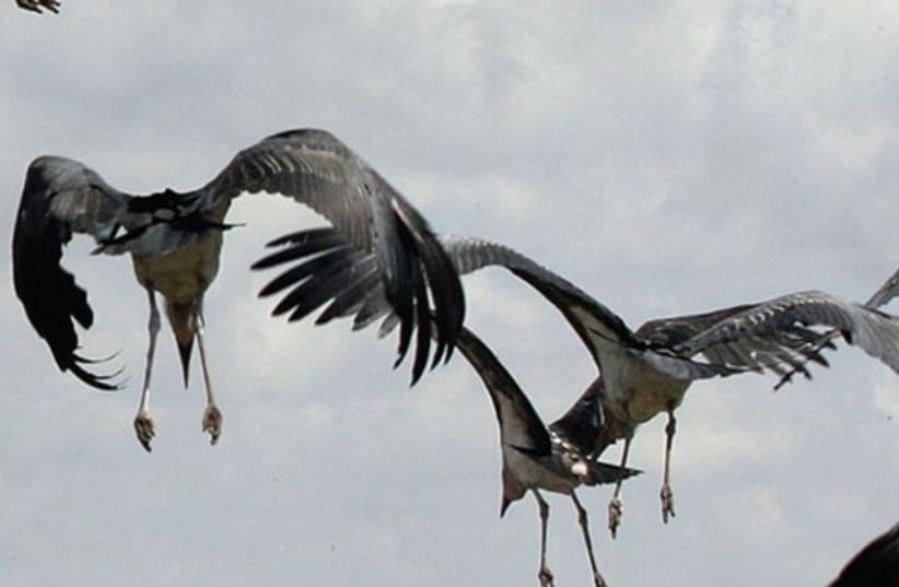 Marabou storks 521 (R) (photo credit: Reuters)