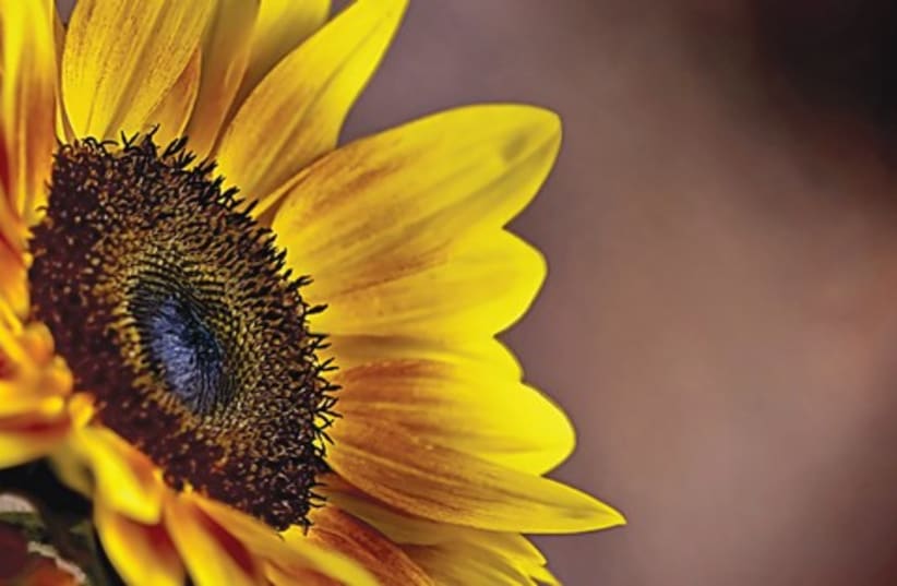 Sunflower 521 (photo credit: Israel Weiss (weisssi@bezeqint.net))