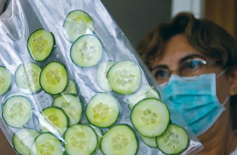 Deadly cucumber 521 (photo credit: Reuters)