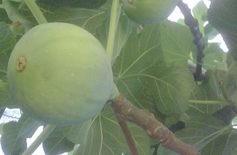 fig tree 521 (photo credit: courtesy)