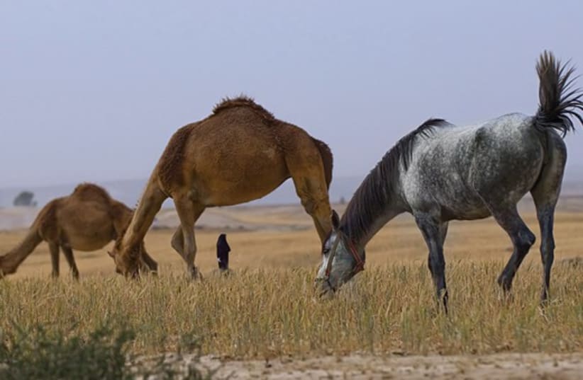 Horses eating 311 (photo credit: Israel Weiss, http://artframe.co.il)
