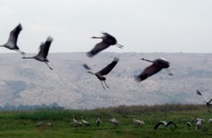 Hula Valley gallery 311 (photo credit: Wiki Commons)