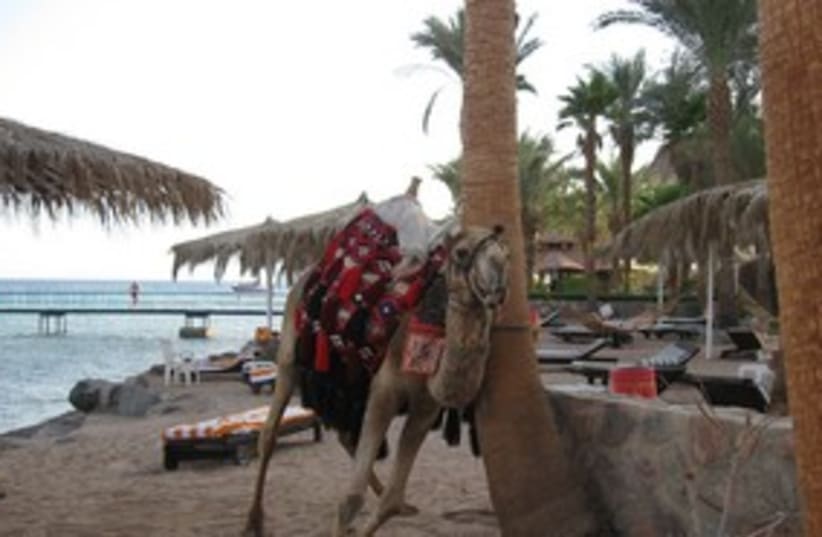 Camel in Taba311 (photo credit: Linda Gallant)