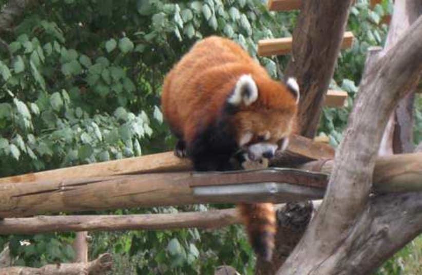 A rare glimpse of the red panda. (photo credit: Liat Collins)