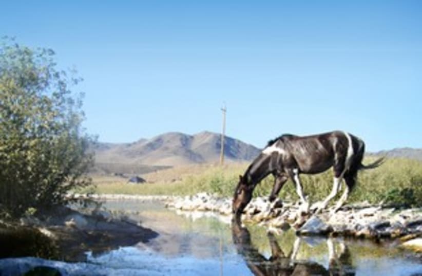 Horse drinking from water  (photo credit: Charles P)