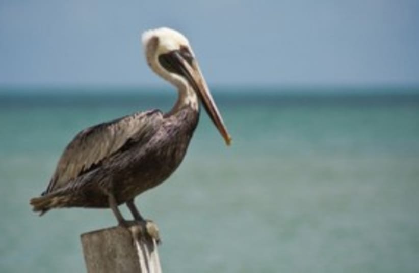 pelican_311 (photo credit: Thinkstock/Imagebank)