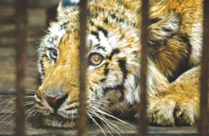 Tiger in cage (photo credit: REUTERS)