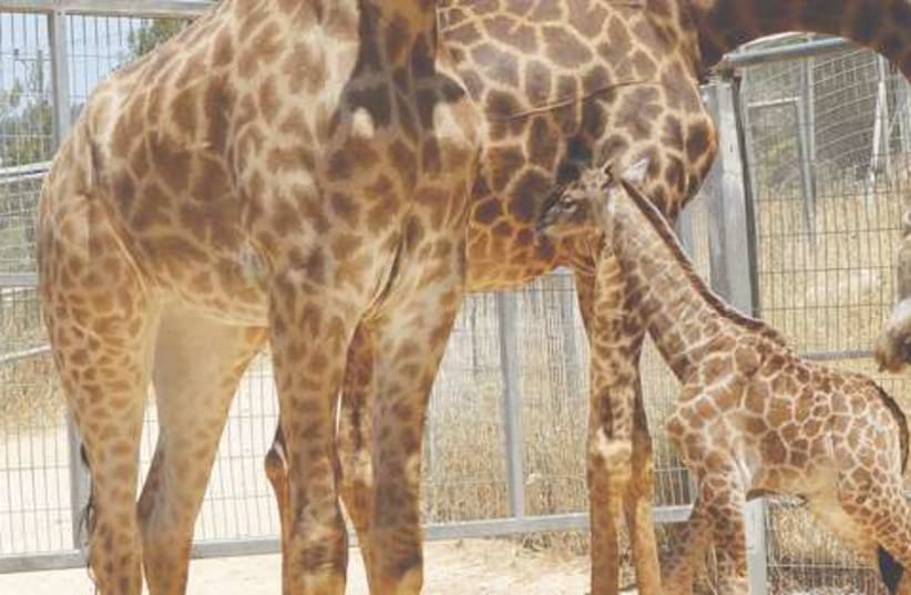 Baby giraffe 521 (photo credit: Gili Cohen Magen)