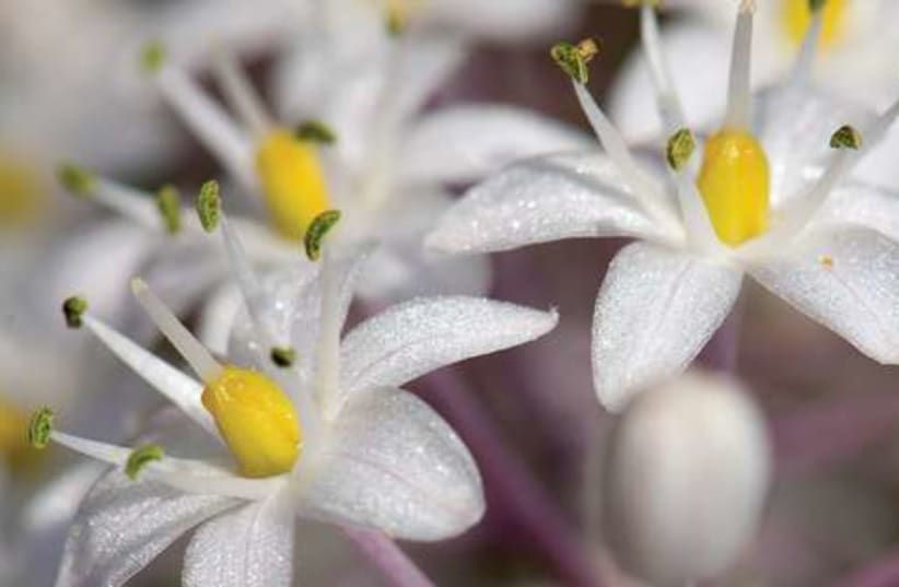 Squill flowers 521 (photo credit: ITSIK MAROM)
