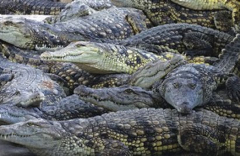 crocodiles_311 (photo credit: Reuters)
