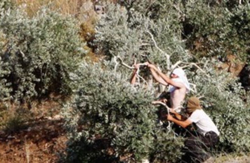 Settlers breaking olive tree branches R 311 (photo credit: Reuters)