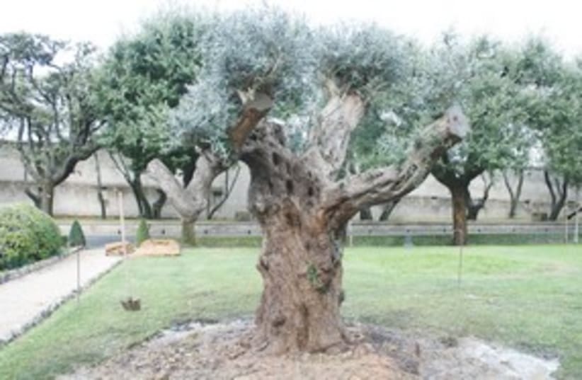 olive tree 311 (photo credit: Giovanna Coen)