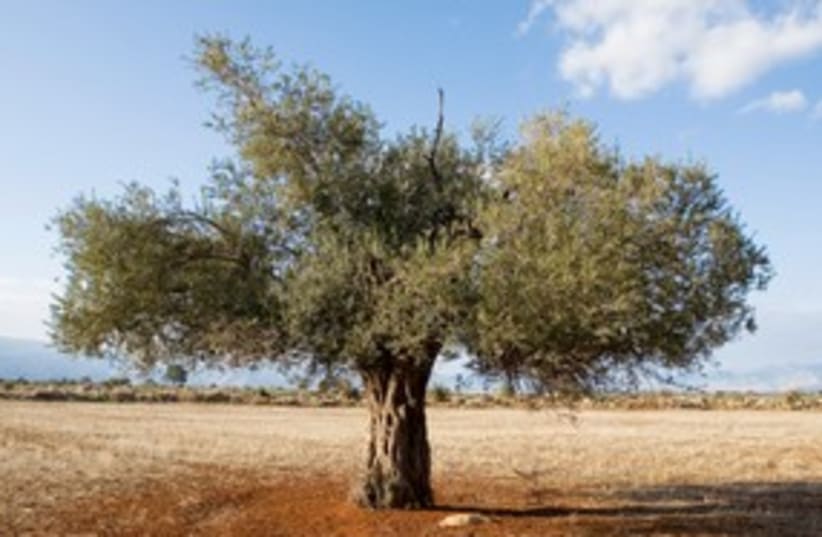 Olive tree 311  (photo credit: Thinkstock/Imagebank)