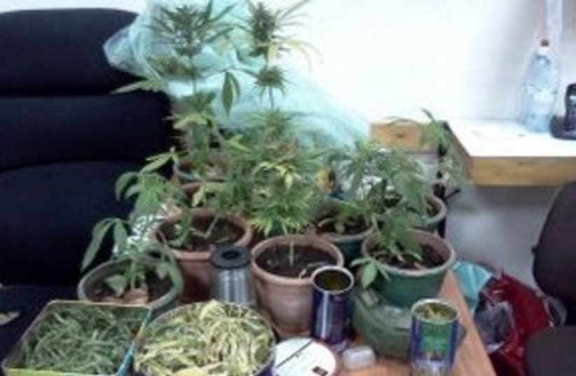 Seized Marijuana Pot plants 311 (photo credit: Courtesy: Israel Police)