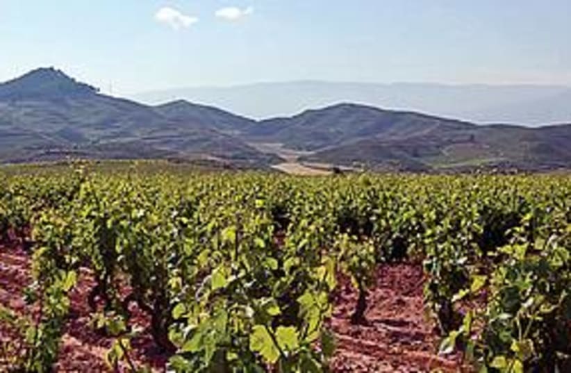 Spanish Winery 311 (photo credit: Courtesy/MCT)
