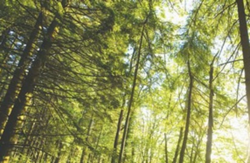Forest trees environment green 311 (photo credit: Thinkstock)