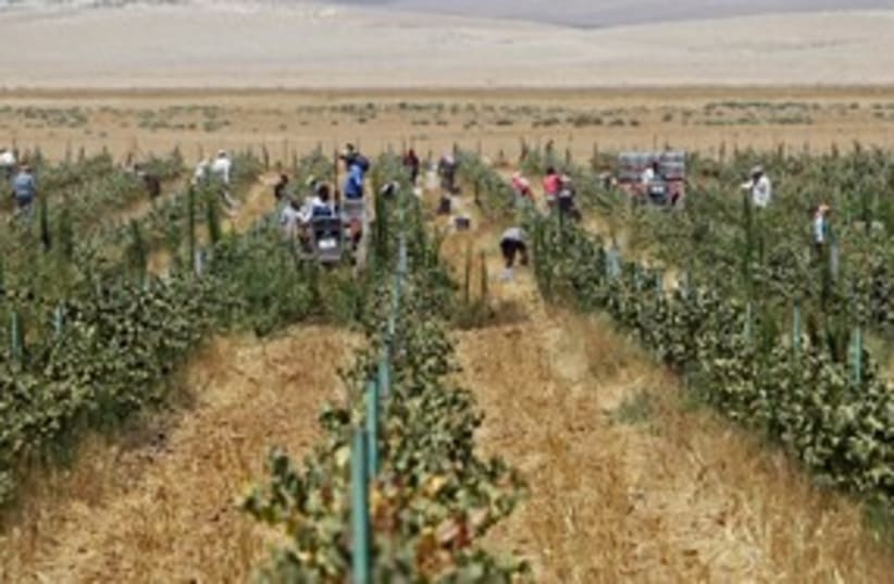 Grape farm, Mafraq, Jordan_311  (photo credit: Reuters/Ali Jarekji)