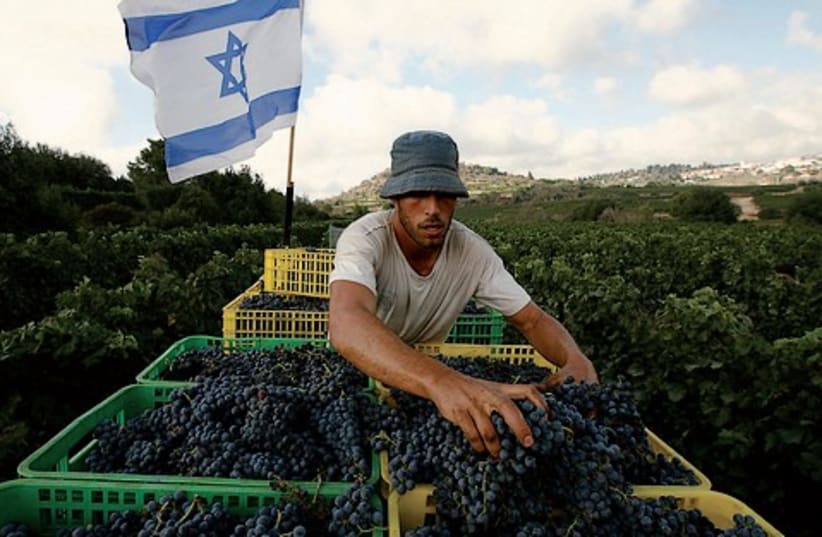 Winery Israel 521 (photo credit: BAZ RATNER / REUTERS)