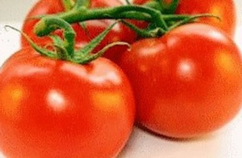 Tomatoes 311 (photo credit: Courtesy)