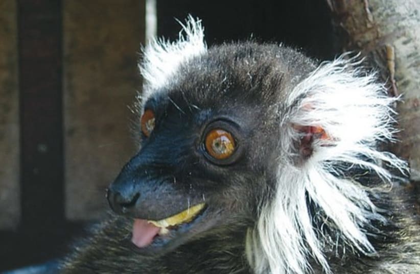 Female lemur 521 (photo credit: Courtesy of the Biblical Zoo)