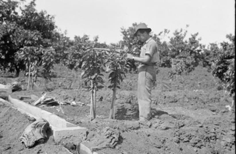 Jewish farmer from Rishon Lezion  pruning an orange tree 390 (photo credit: American Colony-Jerusalem-Photo Dept.)