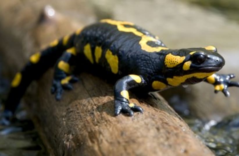 Salamander 390 (photo credit: Thinkstock/Imagebank)