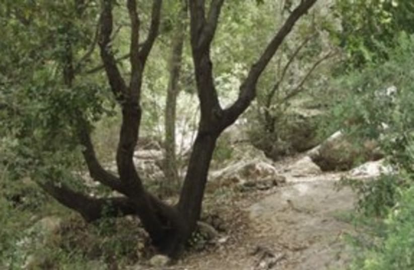 Oak tree in Galilee  (photo credit: Thinkstock/Imagebank)