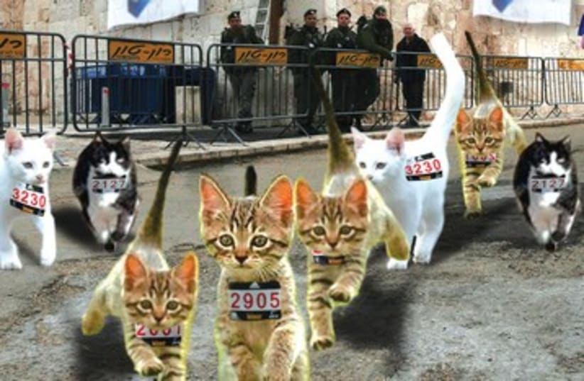 Jerusalem cats DO NOT USE 390 (photo credit: Syrup Levin)