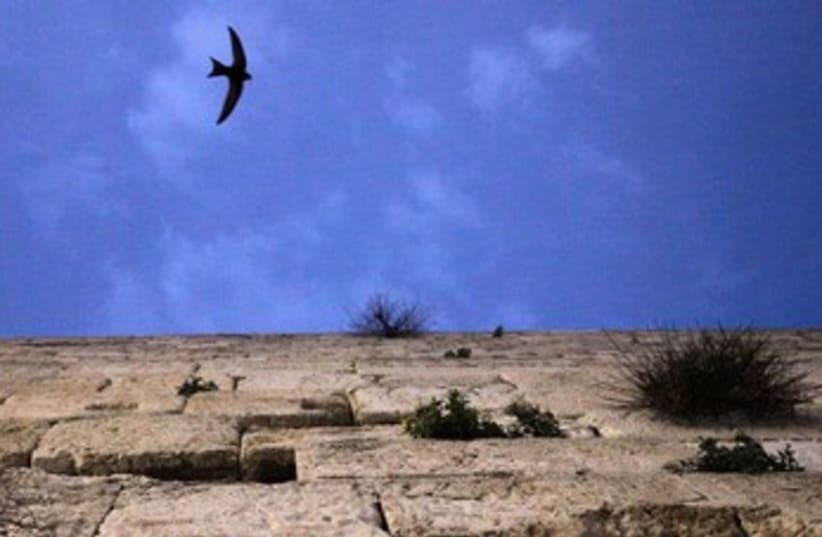 Swifts bird at Western Wall 370 (photo credit: Marc Israel Sellem)