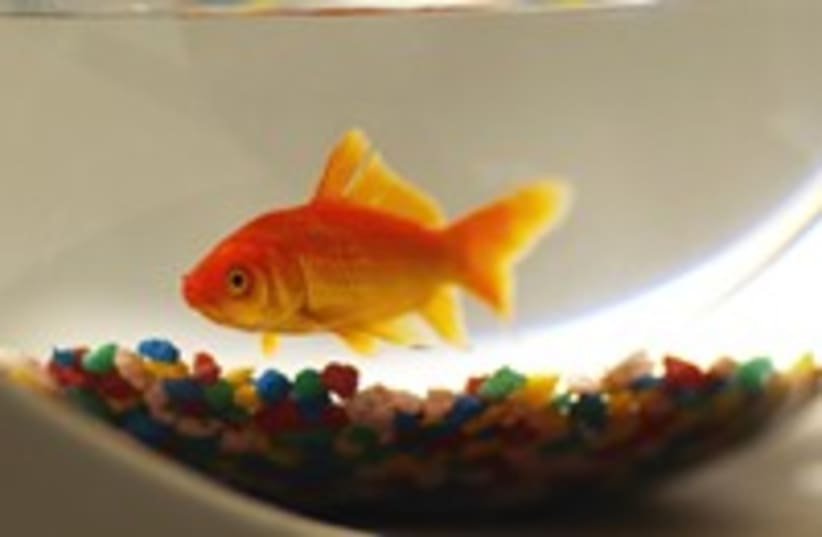 goldfish in a bowl 300 (photo credit: Thinkstock/Imagebank)