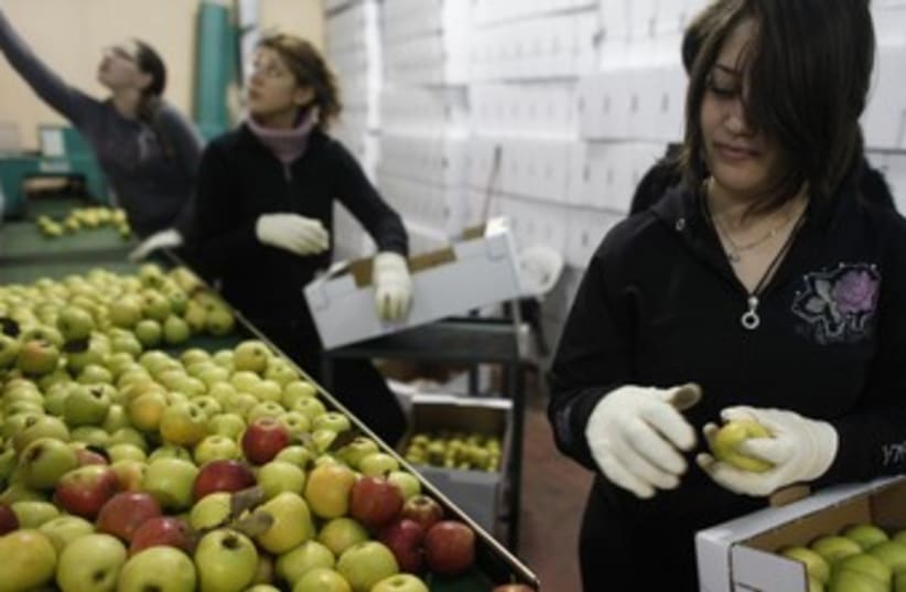 Druse women boxing apples in Buqata_370 (photo credit: Reuters)