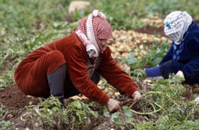 Palestinian potato farmers 370 (R) (photo credit: 	 REUTERS/Abed Omar Qusini)