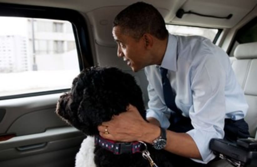 Obama with Bo the dog 370 (photo credit: The White House)