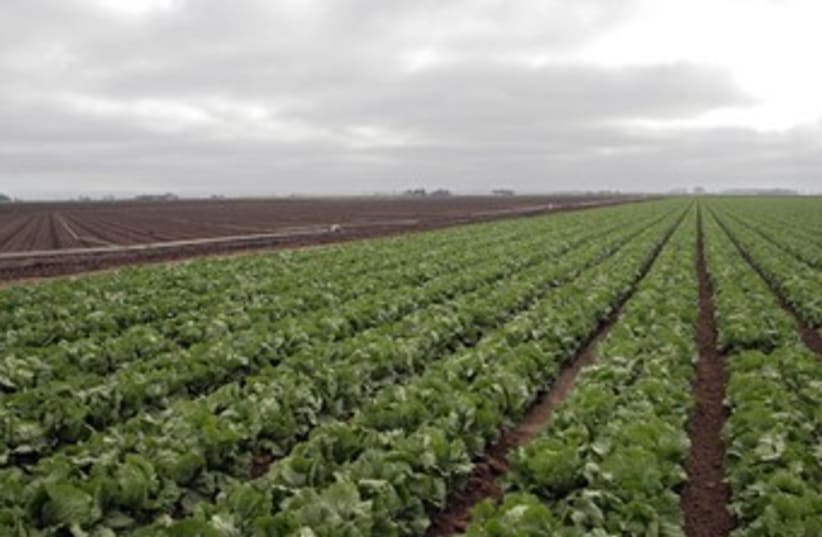 Produce lettuce crops farming 370 (photo credit: Thinkstock/Imagebank)