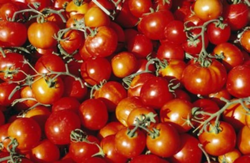 tomatoes 370 (photo credit: Thinkstock/Imagebank)