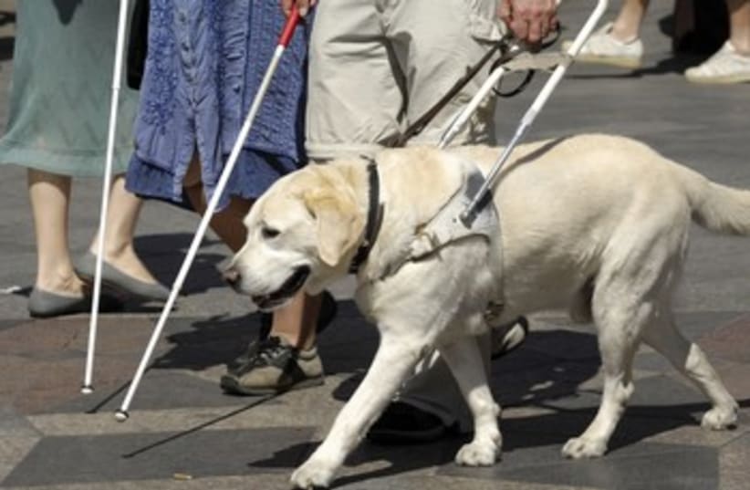 Guide dog 370 (photo credit: Thinkstock/Imagebank)