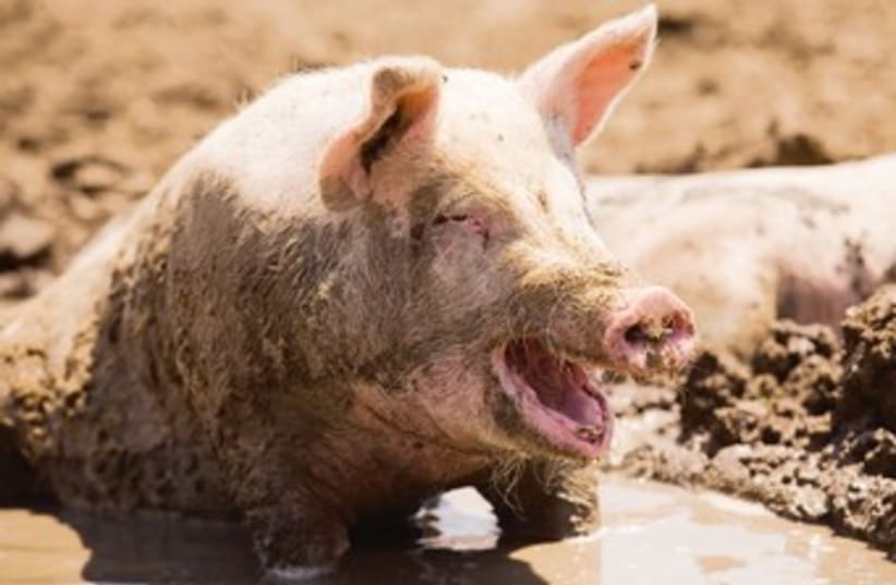 Pig wallowing in mud (photo credit: Thinkstock/Imagebank)