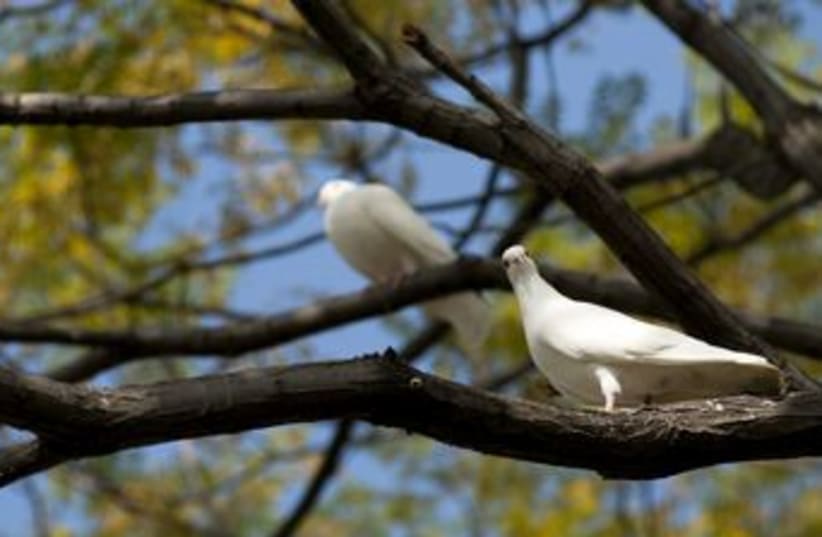 White dove on a tree (photo credit: Thinkstock)