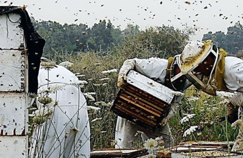Workers at beehives 521 (photo credit: Courtesy Yosi Slavetski)