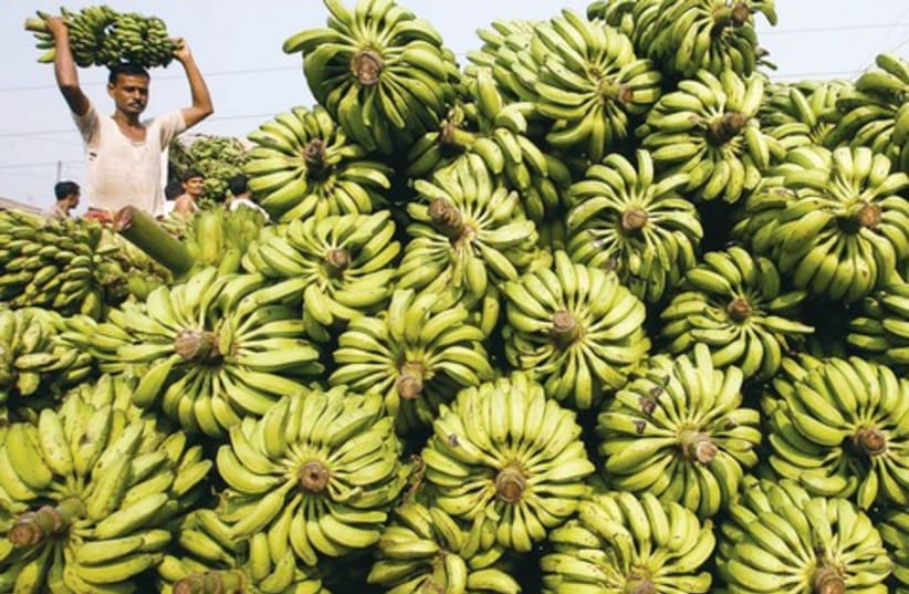Banana plantations 521 (photo credit: REUTERS)