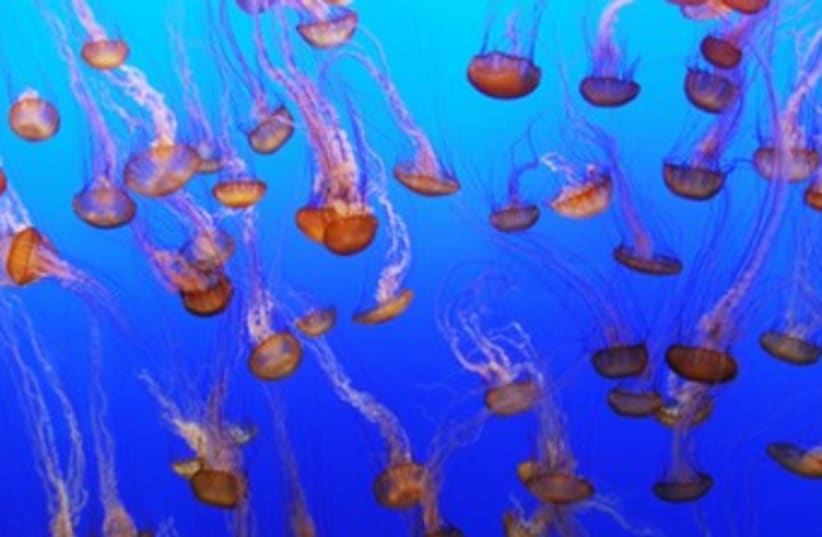 Jellyfish (photo credit: Thinkstock)