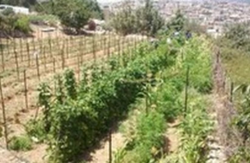 Police find marijuana plants (photo credit: Northern District Police)
