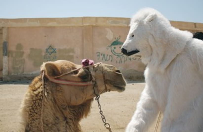 A ‘POLAR BEAR’ meets with a camel (photo credit: Yael Ifergan)