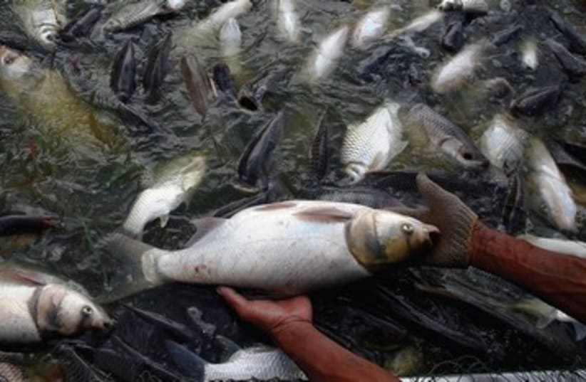 Tilapia dead fish 390 (photo credit: reuters)