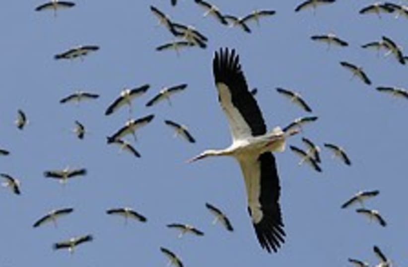 migrating storks 224 (photo credit: Courtesy)
