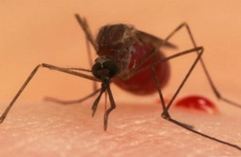 mosquito 521 (photo credit: Courtesy)