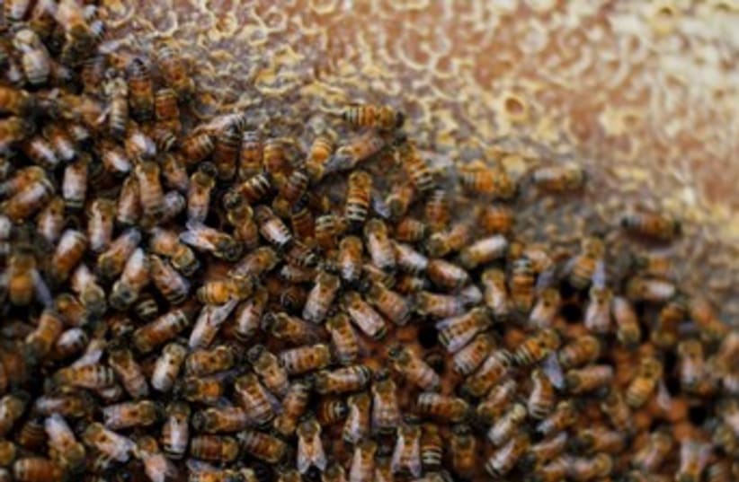 Honey bees in Israel 370 (photo credit: Reuters/Amir Cohen)