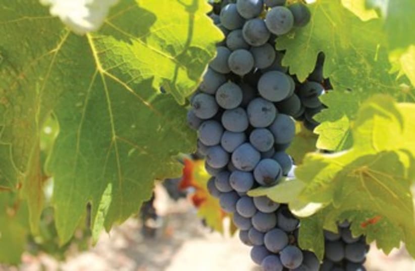 Grapes 370 (photo credit: George Medovoy)