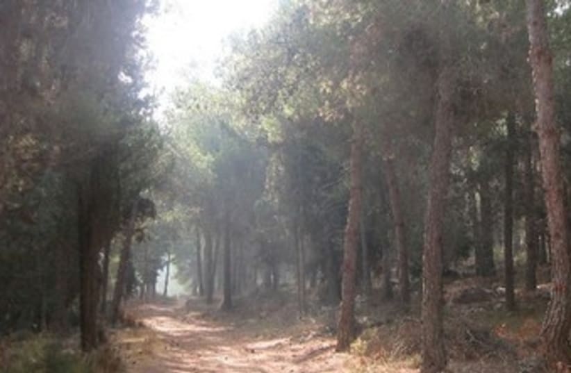 TREES IN Jerusalem’s Har Adar forest 370 (photo credit: Courtesy Itzhak Rabihiya)